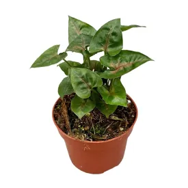 15 cm  Syngonium Christmas House Plant 10,5 cm Pot