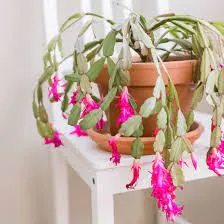 6" Christmas Cactus