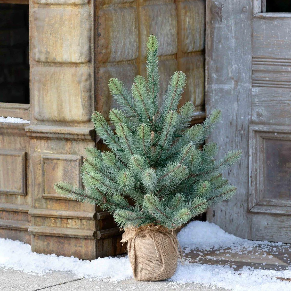 Burlap Wrap Blue Spruce Tree