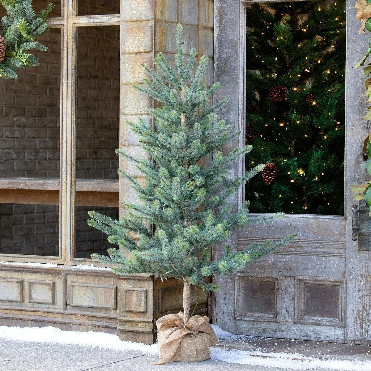 Burlap Wrap Blue Spruce Tree