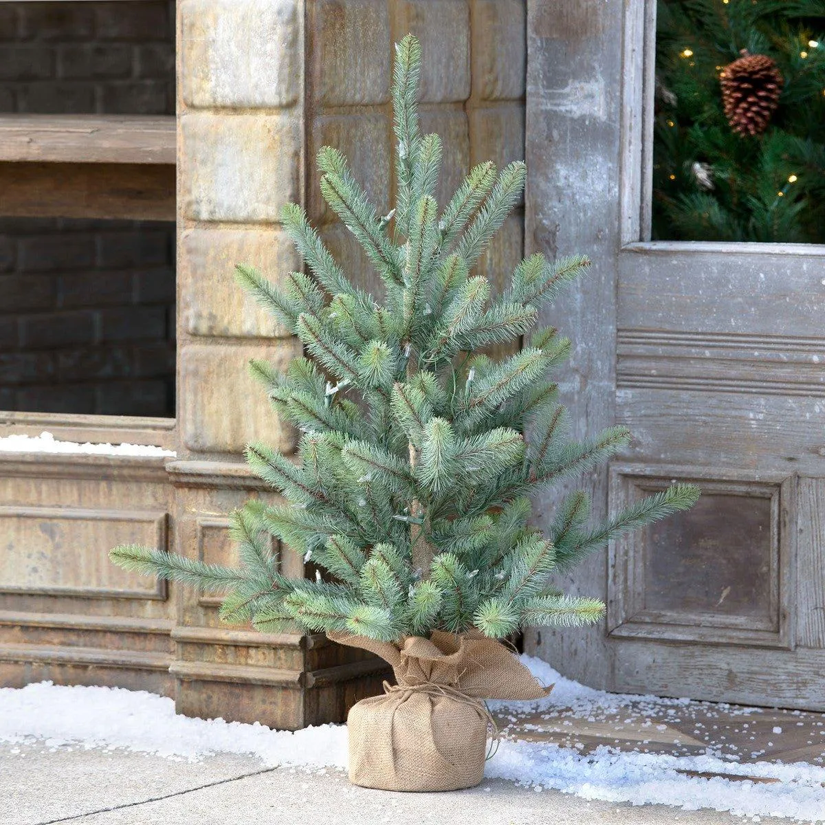 Burlap Wrap Blue Spruce Tree