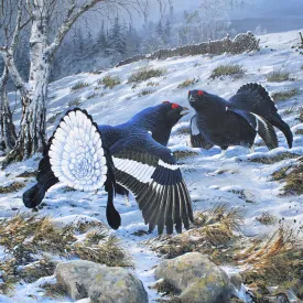 Sure! For an optimized e-commerce product title for this item, you might consider:

Festive Black Grouse Christmas Card Set (Pack of 5) by Renowned Artist Steve Cale