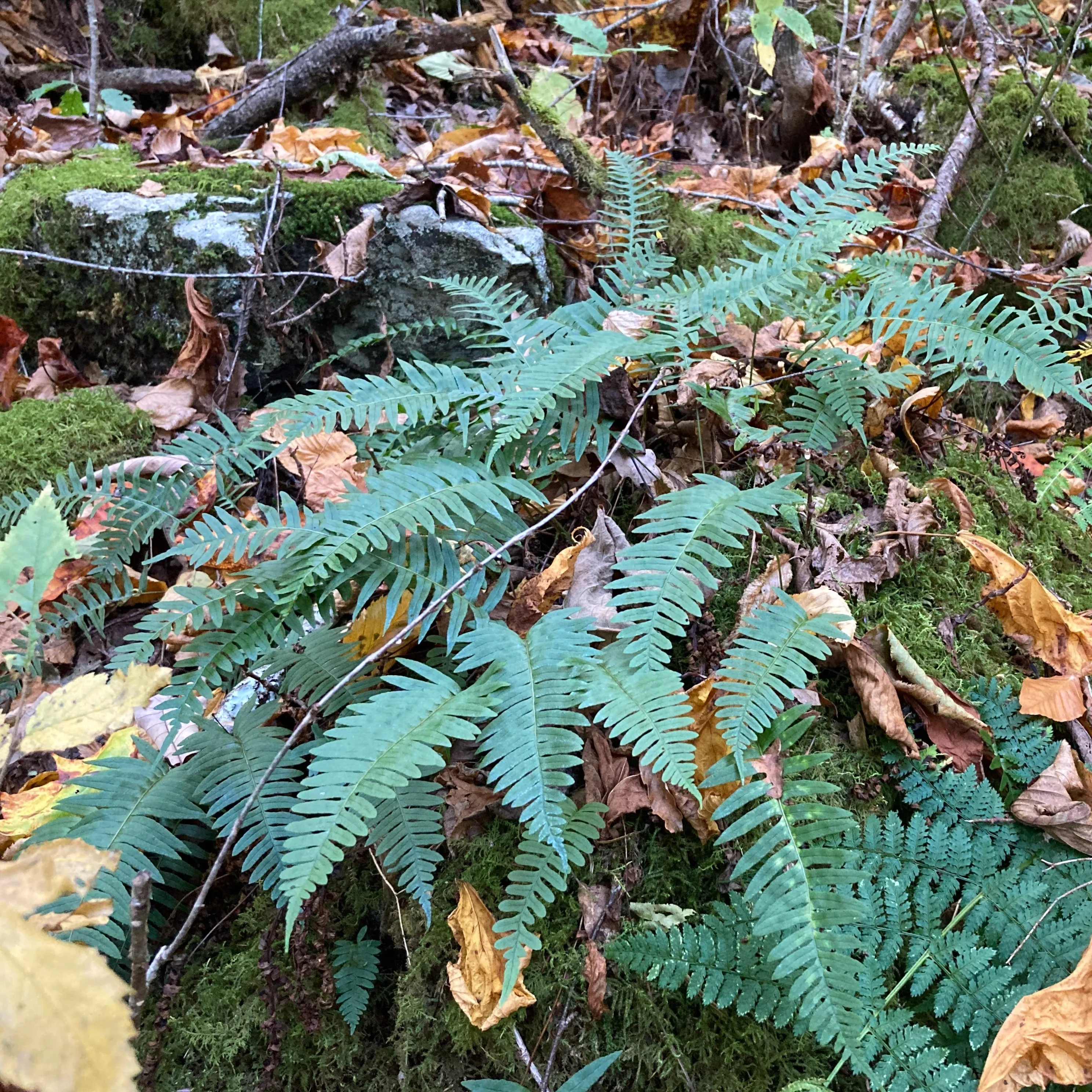 Christmas Fern - Polystichum acrostichoides