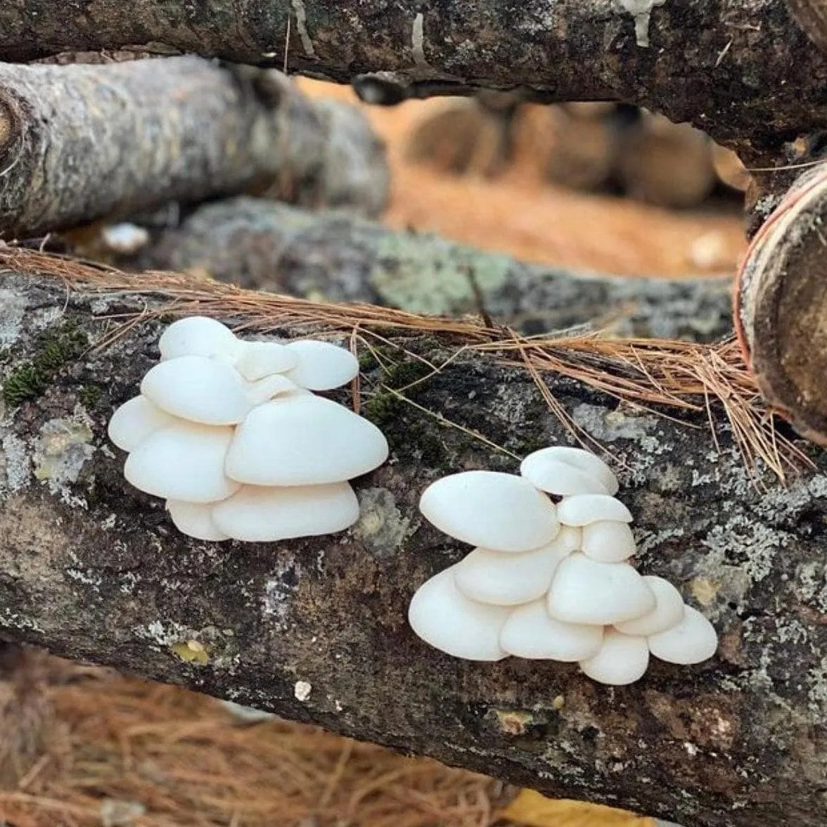 Organic Snow Oyster Mushroom Outdoor Log Growing Kit